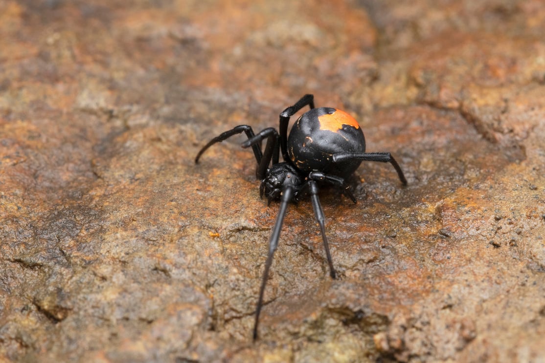 Deadly red back Spider,  Latrodectus hasselti, Satara, Maharashtra, India